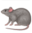 :rat: