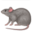 rat :rat: